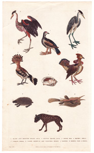 1. Black and Spotted Heath Cock  2. Ruffed Heath Cock  3. Hedge Hog  4. Helmet Shell  5. Common Heron  6. North American Ash-coloured Heron  7. Hoopoe  8. Horned Fish  9. Hyaena 